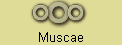 Muscae
