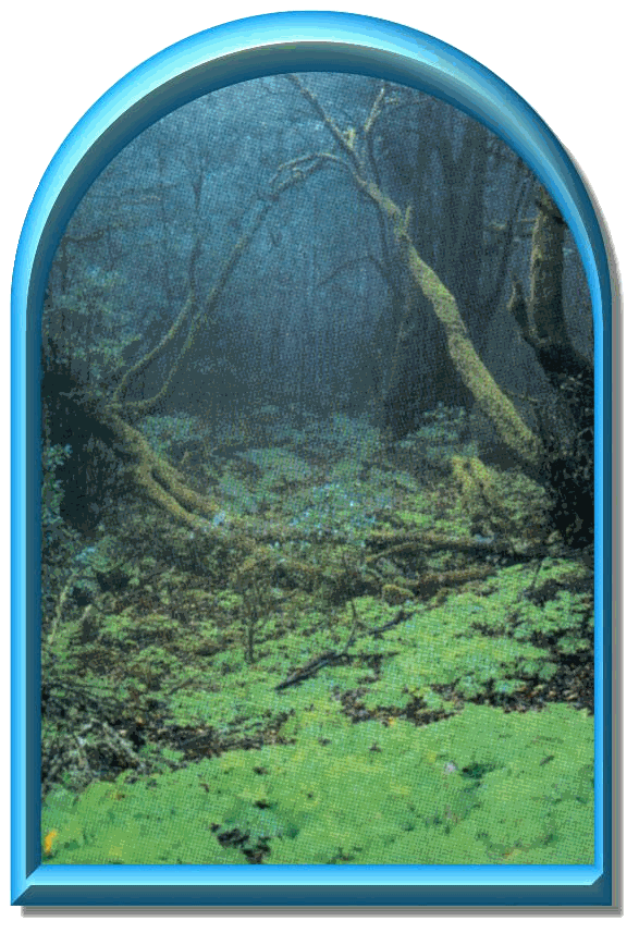 Der Verbotene Wald von Hogwarts - Mehr gibts bei einem Gang durch dieses Tor - Bild von La Gomera, ausgewhlt von der Waldhterin Faey13